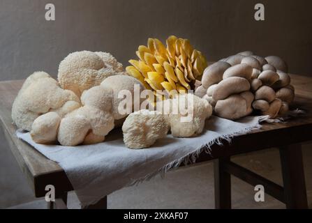 Variété de gros champignons crus sur la table en bois. Huîtres jaunes, Lion's Maine et champignons huîtres bleues. Banque D'Images