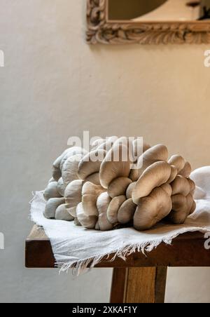 Gros champignon huître bleu cru sur la table. Banque D'Images