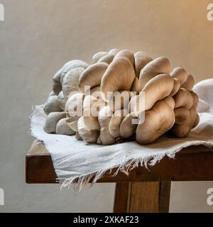 Gros champignon huître bleu cru sur la table. Banque D'Images