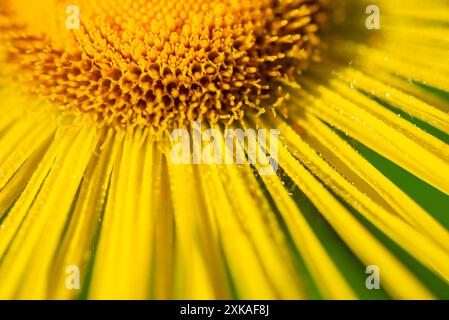 Gros plan d'une fleur d'Inula hookeri avec une fine rosée sur les pétales jaune vif. Banque D'Images