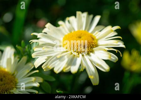 Leucanthemum 'Banana Cream' fleur en été. Une plante vivace cultivée dans les jardins. Banque D'Images