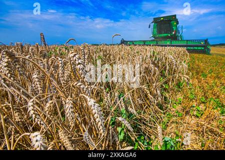 Biskoupky, République tchèque. 22 juillet 2024. Récolte près du village de Biskoupky, région de Moravie du Sud, photographiée le 22 juillet 2024. Sur la photo, on voit la moissonneuse-batteuse John Deere T670i. Crédit : Patrik Uhlir/CTK photo/Alamy Live News Banque D'Images