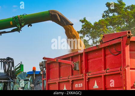 Biskoupky, République tchèque. 22 juillet 2024. Récolte près du village de Biskoupky, région de Moravie du Sud, photographiée le 22 juillet 2024. Sur la photo, on voit la moissonneuse-batteuse John Deere T670i. Crédit : Patrik Uhlir/CTK photo/Alamy Live News Banque D'Images