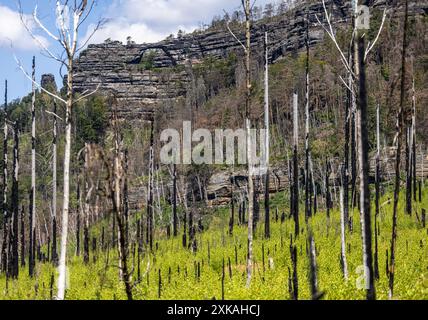 Hrensko, République tchèque. 19 juillet 2024. La porte de Pravcicka sur le site des brûlures après le grand incendie de 2022 dans le parc national de la Suisse tchèque, district de Decin, région d'Usti nad Labem, République tchèque, 19 juillet 2024. Crédit : Vojtech Hajek/CTK photo/Alamy Live News Banque D'Images