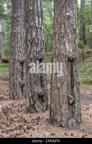 Vieux pins qui ont été exploités pour leur résine, jusqu'aux années 1950 une entreprise rentable dans les forêts sur les pentes de l'Etna, Sicile, Italie Banque D'Images