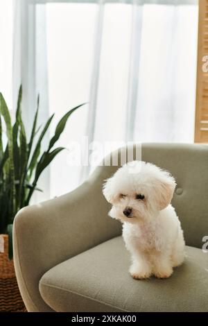 Petit chien blanc Bichon Frise assis sur une chaise. Banque D'Images