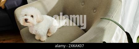 Un petit chien blanc Bichon Frise assis calmement dans une chaise. Banque D'Images