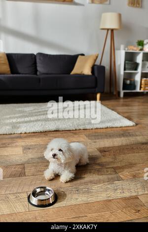 Un chien de frise de bichon repose paisiblement sur un plancher de bois franc lisse. Banque D'Images