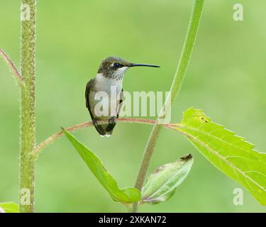 Un gros plan d'un jeune colibri mâle à gorge rubis à Douvres, Tennessee Banque D'Images