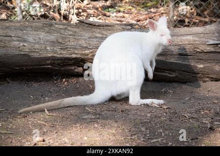 Le wallaby albinos est tout blanc avec un nez et des oreilles roses Banque D'Images