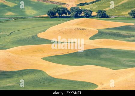 Rolling Hills et terres agricoles de la Palouse de Steptoe Butte, Washington Banque D'Images