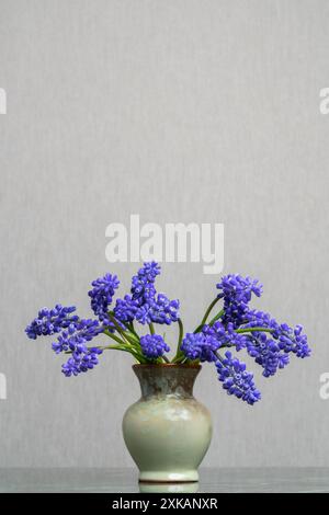 Un délicat bouquet de jacinthe muscari dans un vase en argile clair sur un fond gris clair. Sensibilité. Parfum frais du printemps. Calme la nature morte. Banque D'Images