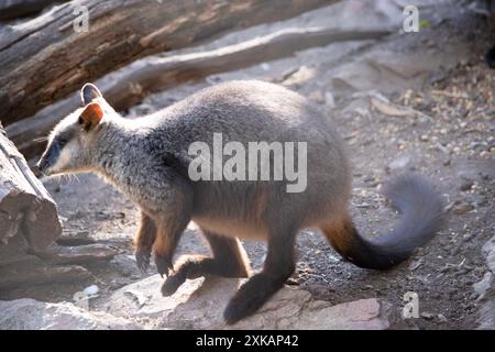 Le rocher wallaby à queue brisée méridionale a une longue queue sombre caractéristique qui est plus ardue vers la pointe. Banque D'Images