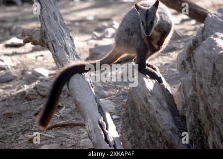 Le rocher wallaby à queue brisée méridionale a une longue queue sombre caractéristique qui est plus ardue vers la pointe. Banque D'Images