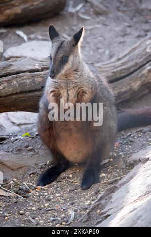 Le rocher wallaby à queue brisée méridionale a une longue queue sombre caractéristique qui est plus ardue vers la pointe. Banque D'Images