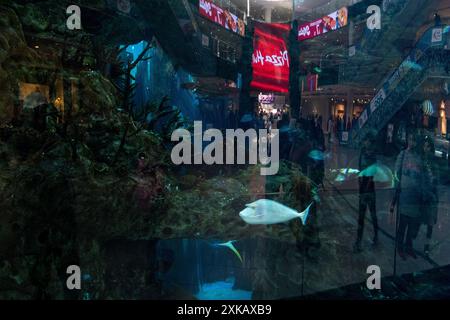 Poissons et requins dans l'aquarium du grand centre commercial Morocco Mall à Casablanca le 8 octobre 2023. Casablanca, une ville en plein développement, est l’éco Banque D'Images