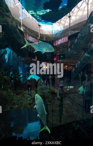 Poissons et requins dans l'aquarium du grand centre commercial Morocco Mall à Casablanca le 8 octobre 2023. Casablanca, une ville en plein développement, est l’éco Banque D'Images