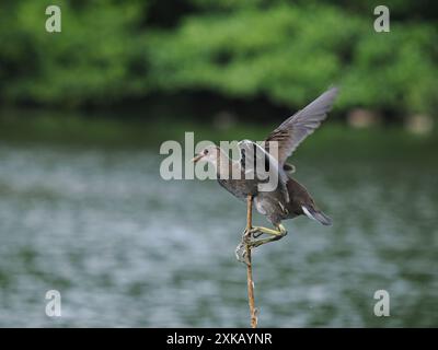 Juvénile moorhen, profitant de l'escalade de la végétation locale, à partir de laquelle il s'est lancé en vol renforçant ses muscles d'aile. Banque D'Images