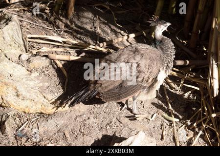 Les peahens sont principalement bruns sur le dos avec un ventre blanc. Banque D'Images