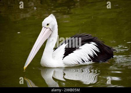 Les pélicans australiens sont l'un des plus grands oiseaux volants. Ils ont un corps et une tête blancs et des ailes noires. Ils ont un grand projet de loi rose. Banque D'Images