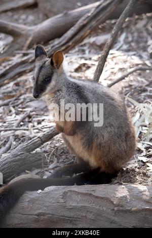 Le rocher wallaby à queue brisée méridionale a une longue queue sombre caractéristique qui est plus ardue vers la pointe. Les wallabies des rochers à queue de brosse ont un blanc Banque D'Images