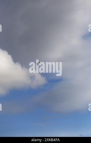 oiseau à bec large vole dans le ciel et les nuages de pluie arrivent. Banque D'Images