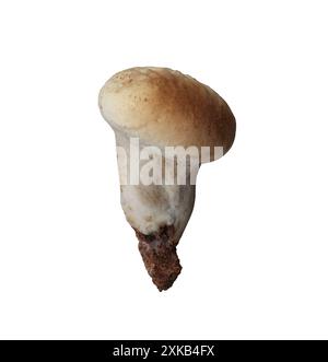 Champignons vénénéneux et ont isoler sur fond blanc et ont des chemins de détourage. Banque D'Images