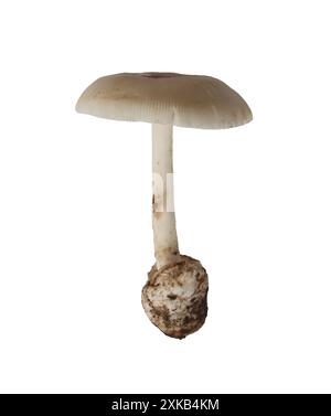 Champignons vénénéneux et ont isoler sur fond blanc et ont des chemins de détourage. Banque D'Images