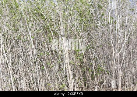 Une forêt de mangroves avec des arbres morts à l'avant et des arbres verts derrière, peut être utilisée comme terrain noir. Banque D'Images