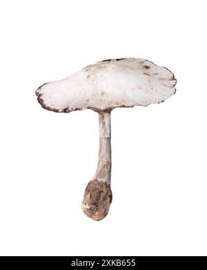 Champignons vénénéneux et ont isoler sur fond blanc et ont des chemins de détourage. Banque D'Images