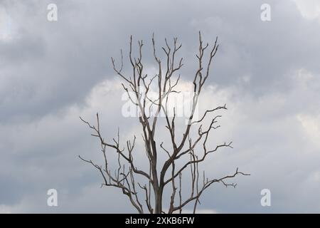 Arbre mort avec des branches avec fond est un ciel couvert, conception facile dans votre travail. Banque D'Images