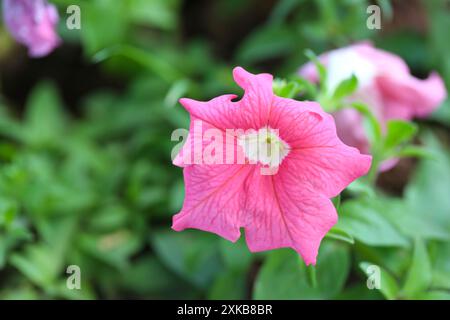 Pétunias roses fleurissant sur un arbre dans la cour arrière, fond flou. Banque D'Images