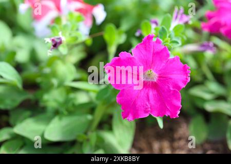 Pétunias roses fleurissant sur un arbre dans la cour arrière, fond flou. Banque D'Images