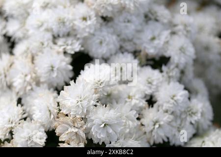 Les chrysanthèmes blancs fleurissent dans le jardin fleuri. Banque D'Images