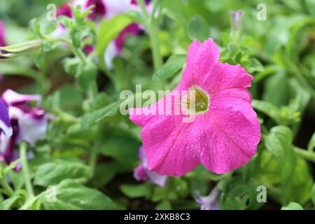 Pétunias roses fleurissant sur un arbre dans la cour arrière, fond flou. Banque D'Images