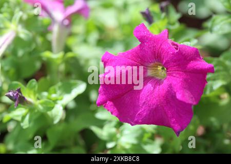 Pétunias roses fleurissant sur un arbre dans la cour arrière, fond flou. Banque D'Images