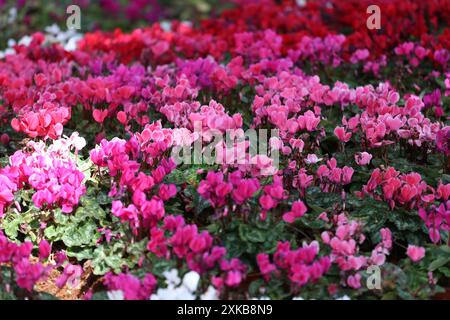 Beaucoup de fleurs de cyclamen fleurissent magnifiquement dans les parterres de fleurs du jardin de fleurs. Banque D'Images