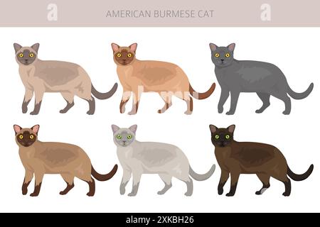 Clipart American Birmese Cat. Toutes les couleurs de manteau sont définies. Infographie des caractéristiques de toutes les races de chats. Illustration vectorielle Illustration de Vecteur