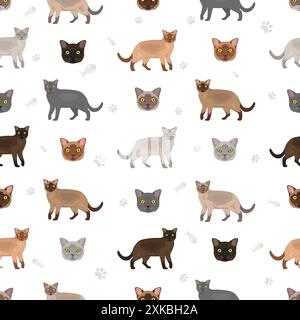 Motif sans couture American Birmese Cat. Toutes les couleurs de manteau sont définies. Infographie des caractéristiques de toutes les races de chats. Illustration vectorielle Illustration de Vecteur