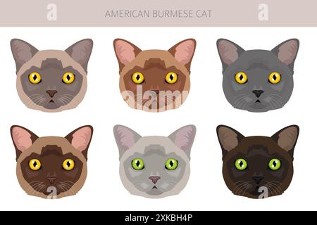 Clipart American Birmese Cat. Toutes les couleurs de manteau sont définies. Infographie des caractéristiques de toutes les races de chats. Illustration vectorielle Illustration de Vecteur