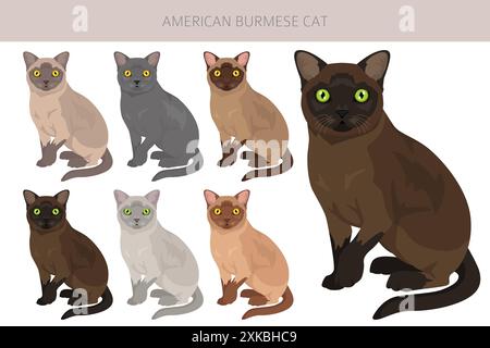 Clipart American Birmese Cat. Toutes les couleurs de manteau sont définies. Infographie des caractéristiques de toutes les races de chats. Illustration vectorielle Illustration de Vecteur