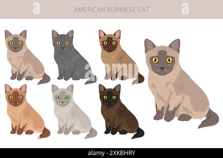 Clipart American Birmese Cat. Toutes les couleurs de manteau sont définies. Infographie des caractéristiques de toutes les races de chats. Illustration vectorielle Illustration de Vecteur