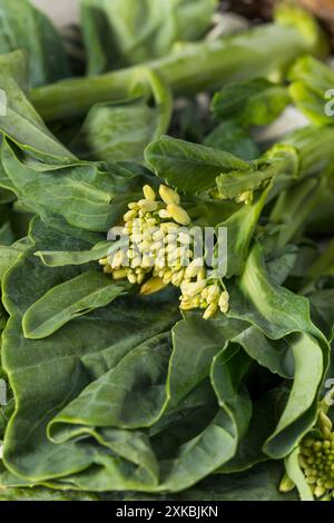 Brocoli asiatique asiatique biologique cru prêt à cuire Banque D'Images