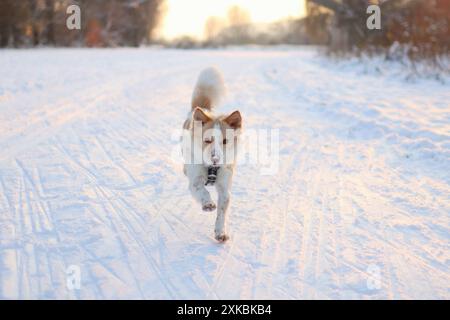 Chien léger courant à travers un champ enneigé au coucher du soleil. Elle ressemble à un renard Banque D'Images