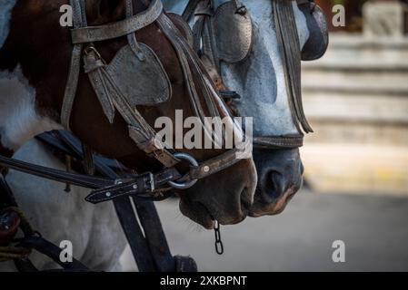 Deux têtes de chevaux avec des clignotants utilisés pour emmener les touristes dans une calèche autour de la ville, Grenade, Nicaragua Banque D'Images