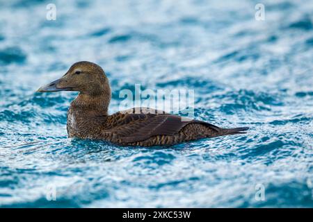 L'Eider commun appelait aussi le canard de Cuthbert ou le canard de Cuddy (Somateria mollissima) femelle nageant dans l'eau agitée. Norvège hiver. Banque D'Images