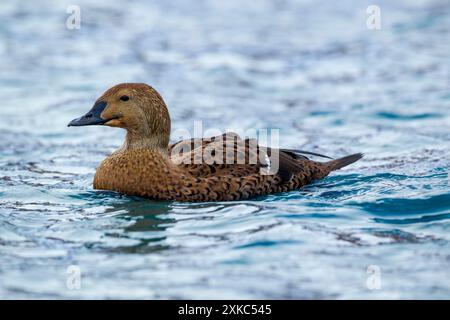 King Eider (Somateria spectabilis) femelle nageant dans l'eau agitée. Vue latérale. Norvège en hiver. Banque D'Images