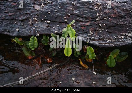 Feuilles de fougère (Elaphoglossum wurdackii) dans une crevasse rocheuse humide sur Auyan Tepui, Venezuela Banque D'Images