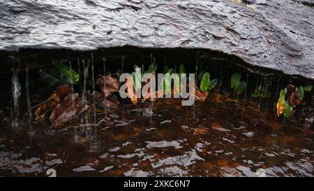 Feuilles de fougère d'Elaphoglossum wurdackii dans l'eau qui coule sur Auyan Tepui, Venezuela Banque D'Images