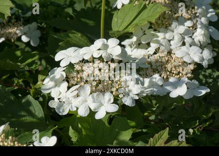 Rose de guelder sauvage (Viburnum opulus) corymbe de fleurs avec de grandes fleurs blanches stériles entourant de plus petites fleurs fertiles dans une haie. Banque D'Images